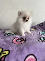 Skye, a female Pomeranian for sale in Pinon Hills, CA – 2 of 5