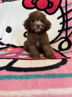 Coco, a female Poodle - Toy  for sale in Pinon Hills, CA – 4 of 4