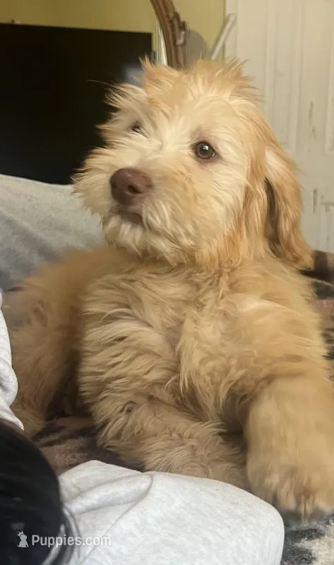 Bear – Soft Coated Wheaten Terrier, Poodle - Miniature  puppy for sale in Pinon Hills, CA