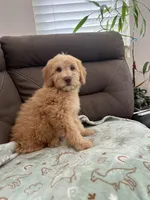 Bear, a male Soft Coated Wheaten Terrier and Poodle - Miniature  for sale in Pinon Hills, CA – Photo 2 of 4