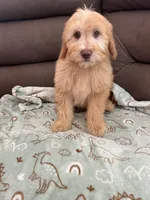 Bear, a male Soft Coated Wheaten Terrier and Poodle - Miniature  for sale in Pinon Hills, CA – Photo 4 of 4