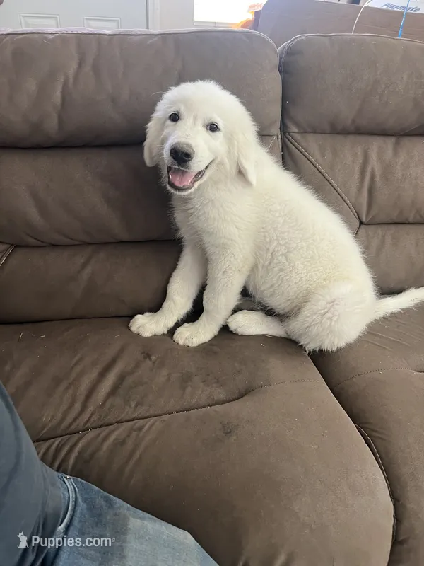 Male – Great Pyrenees puppy for sale in Pinon Hills, CA