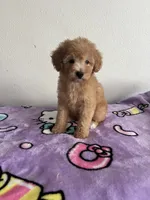 Jessie, a female Poodle - Toy  for sale in Pinon Hills, CA – 2 of 5