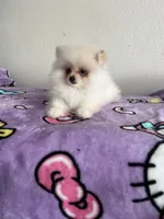 Skye, a female Pomeranian for sale in Pinon Hills, CA – 3 of 5