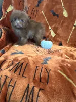 Mocha, a female Pomapoo for sale in Pinon Hills, CA – 4 of 6