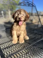 Buddy, a male Poodle - Miniature  and Whoodle for sale in Pinon Hills, CA – 1 of 5