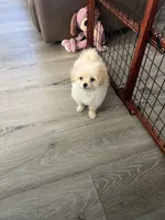 Thor, a male Pomapoo for sale in Pinon Hills, CA – 1 of 6