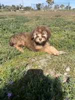 Hazel, a female Soft Coated Wheaten Terrier and Poodle - Miniature  for sale in Pinon Hills, CA – Photo 2 of 5