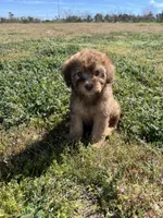 Hazel, a female Soft Coated Wheaten Terrier and Poodle - Miniature  for sale in Pinon Hills, CA – Photo 3 of 5