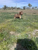 Hazel, a female Soft Coated Wheaten Terrier and Poodle - Miniature  for sale in Pinon Hills, CA – Photo 5 of 5