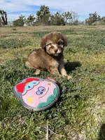 Hazel, a female Soft Coated Wheaten Terrier and Poodle - Miniature  for sale in Pinon Hills, CA – Photo 1 of 5