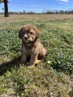 Hazel, a female Soft Coated Wheaten Terrier and Poodle - Miniature  for sale in Pinon Hills, CA – Photo 4 of 5