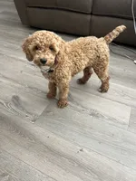 Duke AKC, a male Poodle - Miniature  for sale in Pinon Hills, CA – 10 of 10