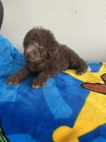 Woody , a male Poodle - Toy  for sale in Pinon Hills, CA – 2 of 5