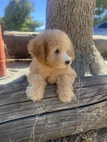 Ginger , a female Poodle - Toy  for sale in Pinon Hills, CA – 3 of 9