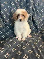 Male, a male Poodle - Miniature  for sale in Pinon Hills, CA – 4 of 4