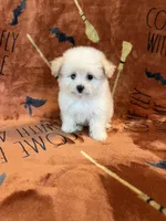 Belle, a female Pomapoo for sale in Pinon Hills, CA – 5 of 6