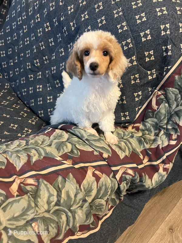 Male – Poodle - Miniature  puppy for sale in Pinon Hills, CA