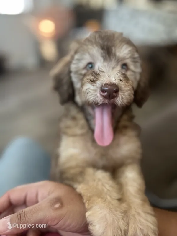 Buddy – Soft Coated Wheaten Terrier, Poodle - Miniature  puppy for sale in Pinon Hills, CA