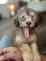 Buddy, a male Soft Coated Wheaten Terrier and Poodle - Miniature  for sale in Pinon Hills, CA – 1 of 5