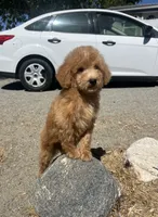 Copper, a male Poodle - Miniature  for sale in Pinon Hills, CA – 2 of 3