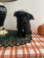 Male pomapoo, a male Pomeranian and Poodle - Toy  for sale in Pinon Hills, CA – 6 of 7