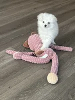 Marie, a female Pomapoo for sale in Pinon Hills, CA – 2 of 5