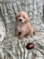 Peanut, a male Poodle - Miniature  for sale in Pinon Hills, CA – Photo 5 of 5