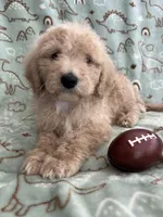 Peanut, a male Poodle - Miniature  for sale in Pinon Hills, CA – Photo 2 of 5