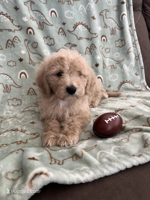 Peanut – Poodle - Miniature  puppy for sale in Pinon Hills, CA