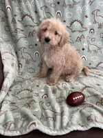 Peanut, a male Poodle - Miniature  for sale in Pinon Hills, CA – Photo 4 of 5