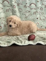 Peanut, a male Poodle - Miniature  for sale in Pinon Hills, CA – Photo 3 of 5