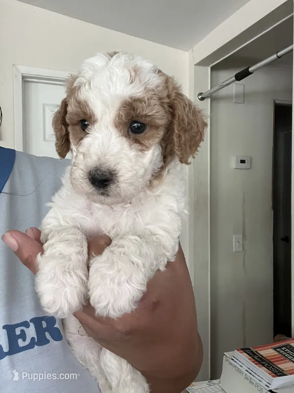 Chopper – Poodle - Miniature  puppy for sale in Pinon Hills, CA