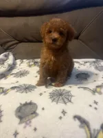 Rory, a male Poodle - Miniature  for sale in Pinon Hills, CA – 4 of 4