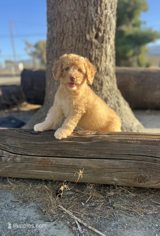 Scout – Soft Coated Wheaten Terrier, Poodle - Miniature  puppy for sale in Pinon Hills, CA