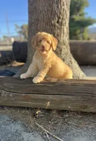 Scout, a male Soft Coated Wheaten Terrier and Poodle - Miniature  for sale in Pinon Hills, CA – 1 of 6