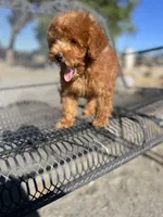 Rory, a male Poodle - Miniature  for sale in Pinon Hills, CA – 5 of 5