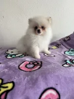 Skye, a female Pomeranian for sale in Pinon Hills, CA – 1 of 5