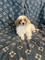 Male, a male Poodle - Miniature  for sale in Pinon Hills, CA – 2 of 4