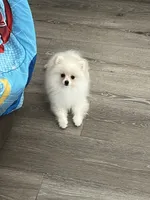 Ellie, a female Pomeranian for sale in Pinon Hills, CA – 2 of 5