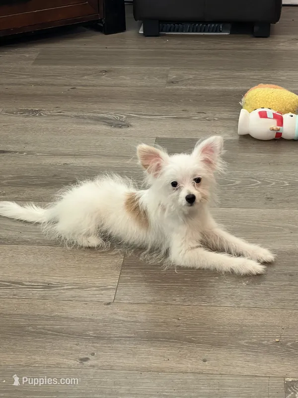 Pixie – Pomapoo puppy for sale in Pinon Hills, CA