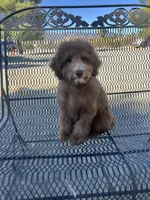 Hershey, a male Poodle - Miniature  for sale in Pinon Hills, CA – 2 of 8