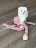 Marie, a female Pomapoo for sale in Pinon Hills, CA – 3 of 5