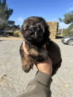 Rose, a female Soft Coated Wheaten Terrier and Poodle - Miniature  for sale in Pinon Hills, CA – Photo 1 of 4