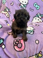 Rose, a female Soft Coated Wheaten Terrier and Poodle - Miniature  for sale in Pinon Hills, CA – Photo 4 of 4