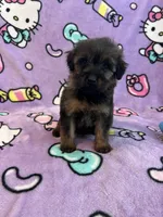 Rose, a female Soft Coated Wheaten Terrier and Poodle - Miniature  for sale in Pinon Hills, CA – Photo 3 of 4