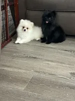 Female , a female Pomeranian for sale in Pinon Hills, CA – 2 of 4