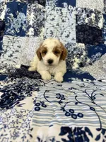 Chopper, a male Poodle - Miniature  for sale in Pinon Hills, CA – 2 of 7