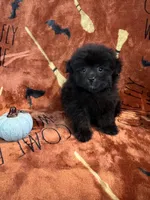 Midnight, a male Pomapoo for sale in Pinon Hills, CA – 3 of 3