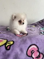 Skye, a female Pomeranian for sale in Pinon Hills, CA – 5 of 5